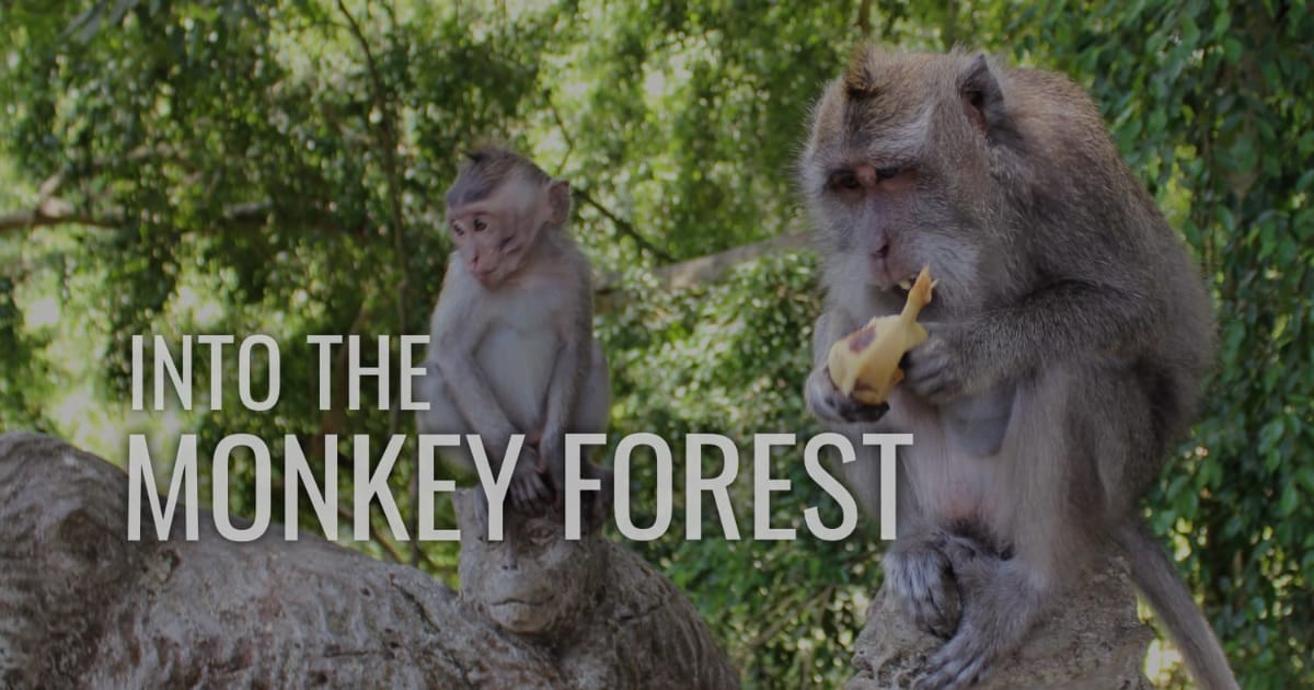 Sacred Monkey Forest